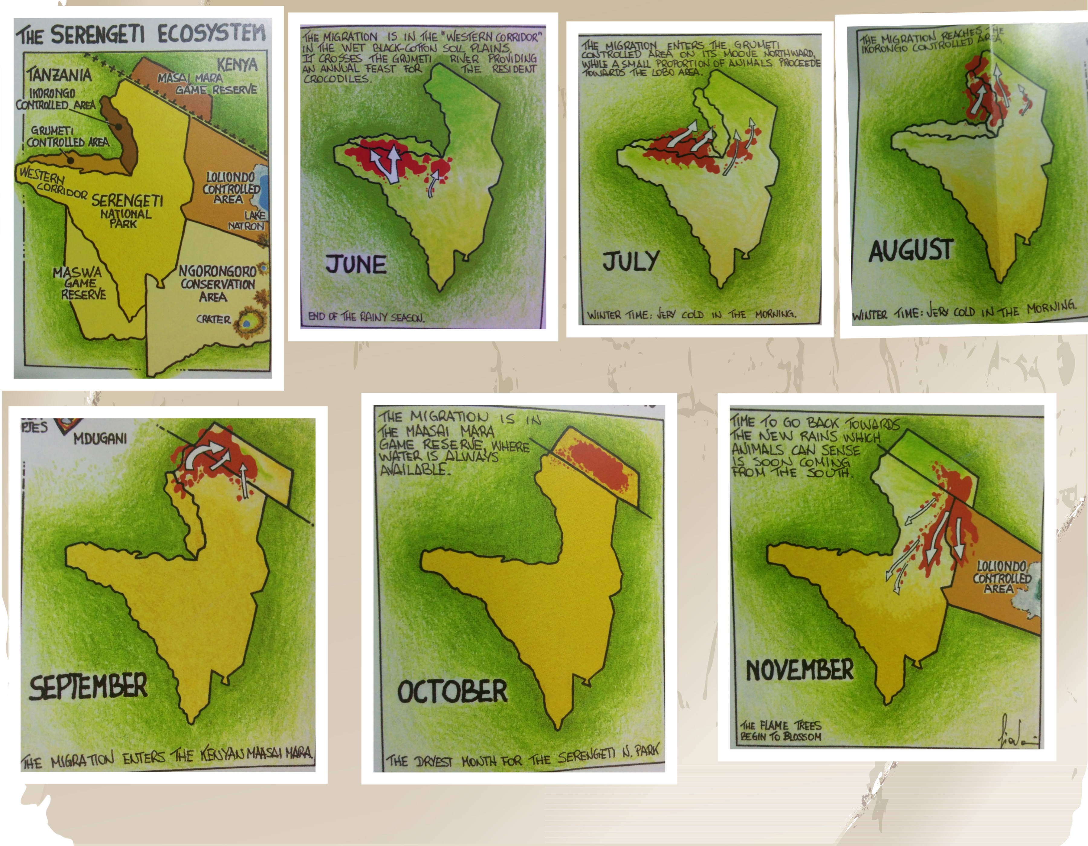 Migration during the dry months. Month wise activity map