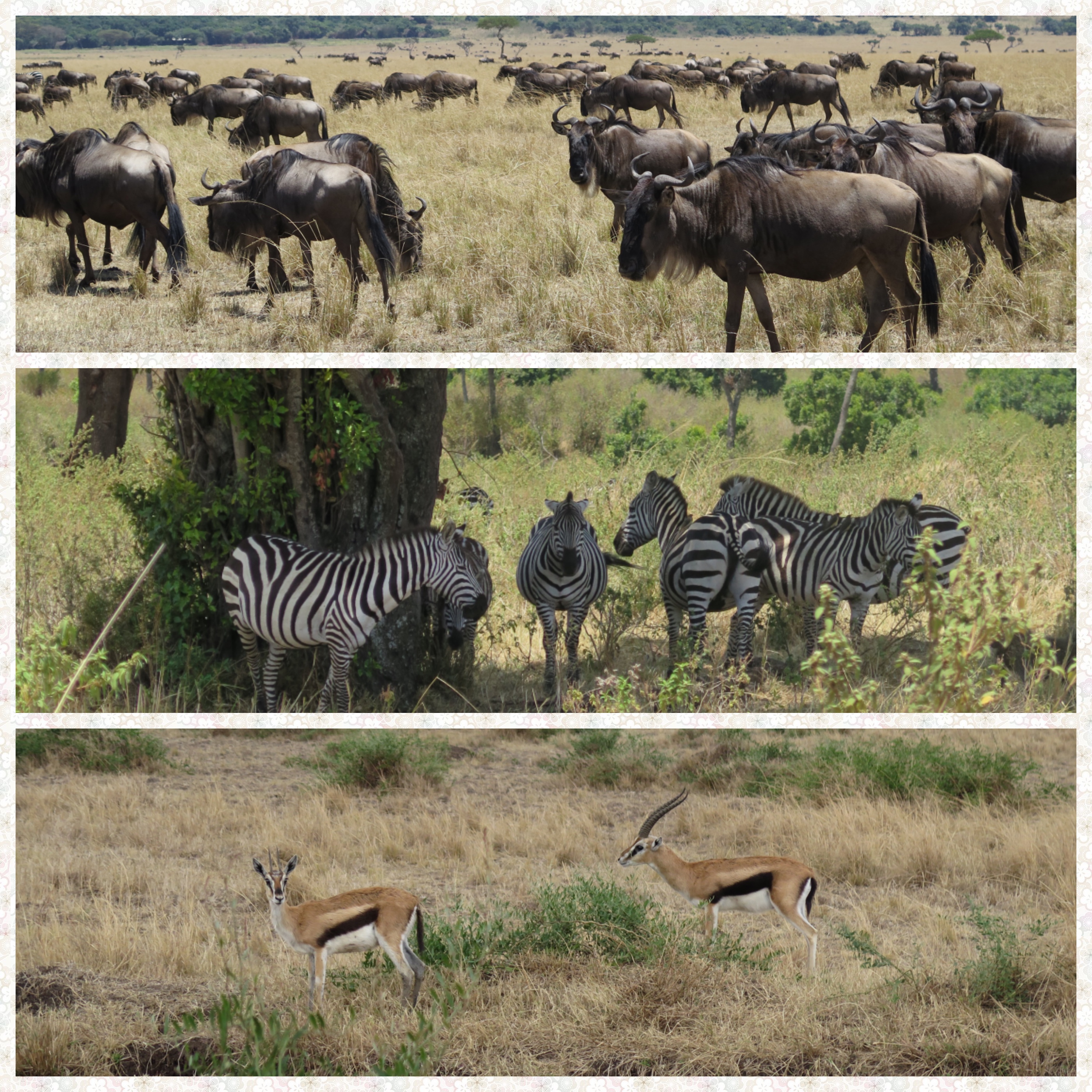 Wildebeest, Zebras and Thomsons Gazelle