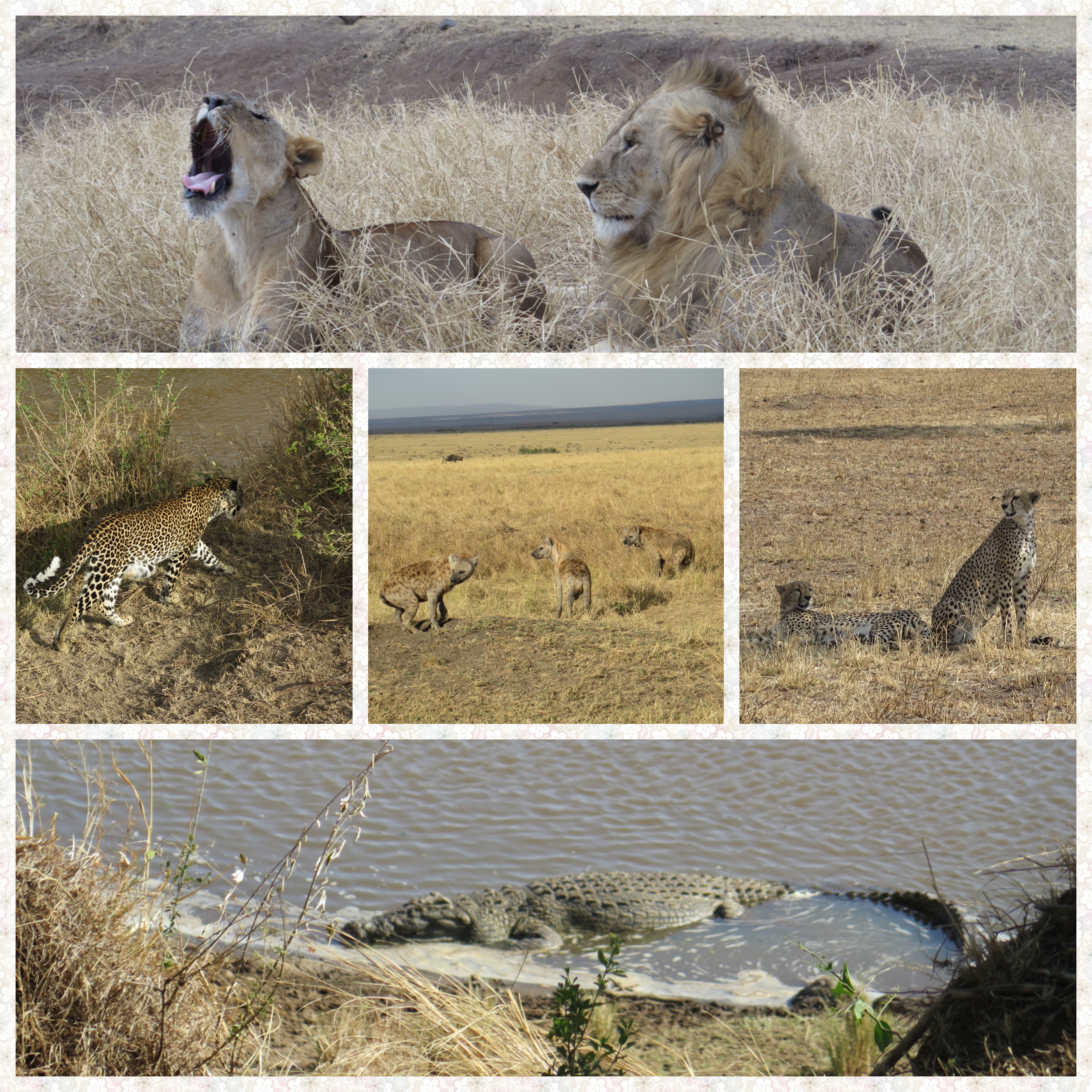 All the predators - Lions, Leopards, Hyenas, Cheetahs and Crocodiles