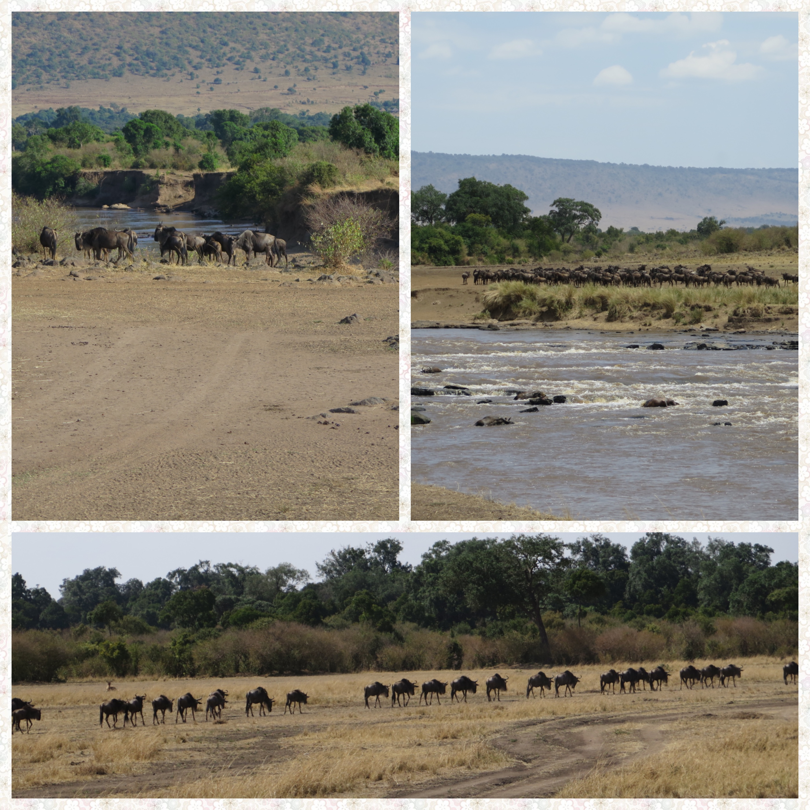 Wildebeest herd on either sides of the Mara River