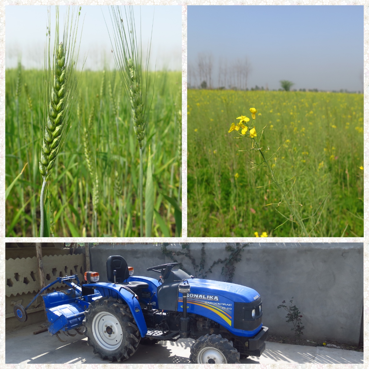 Wheat, Mustard fields and a tractor