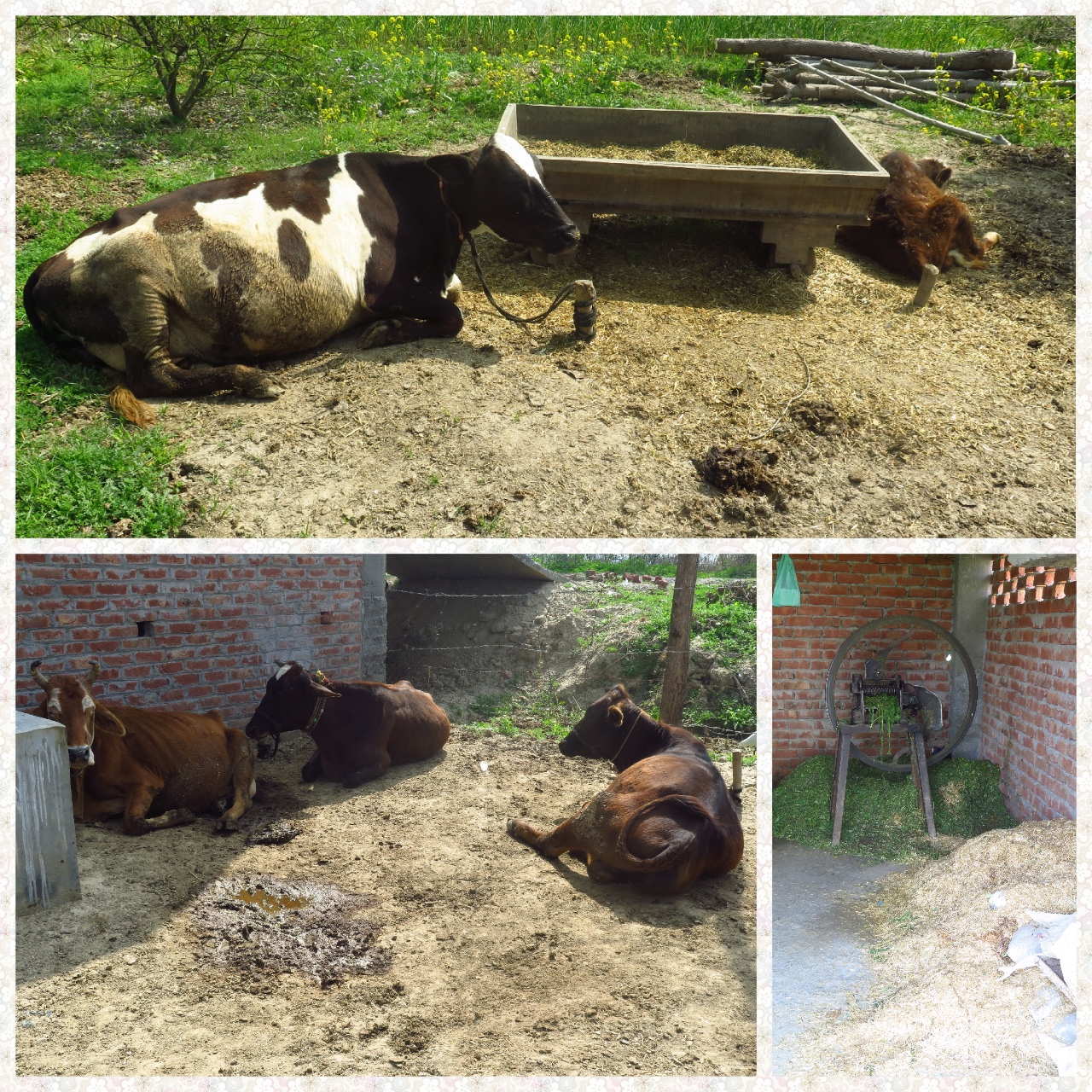 Cows on the property and the fodder preparation and feeding area