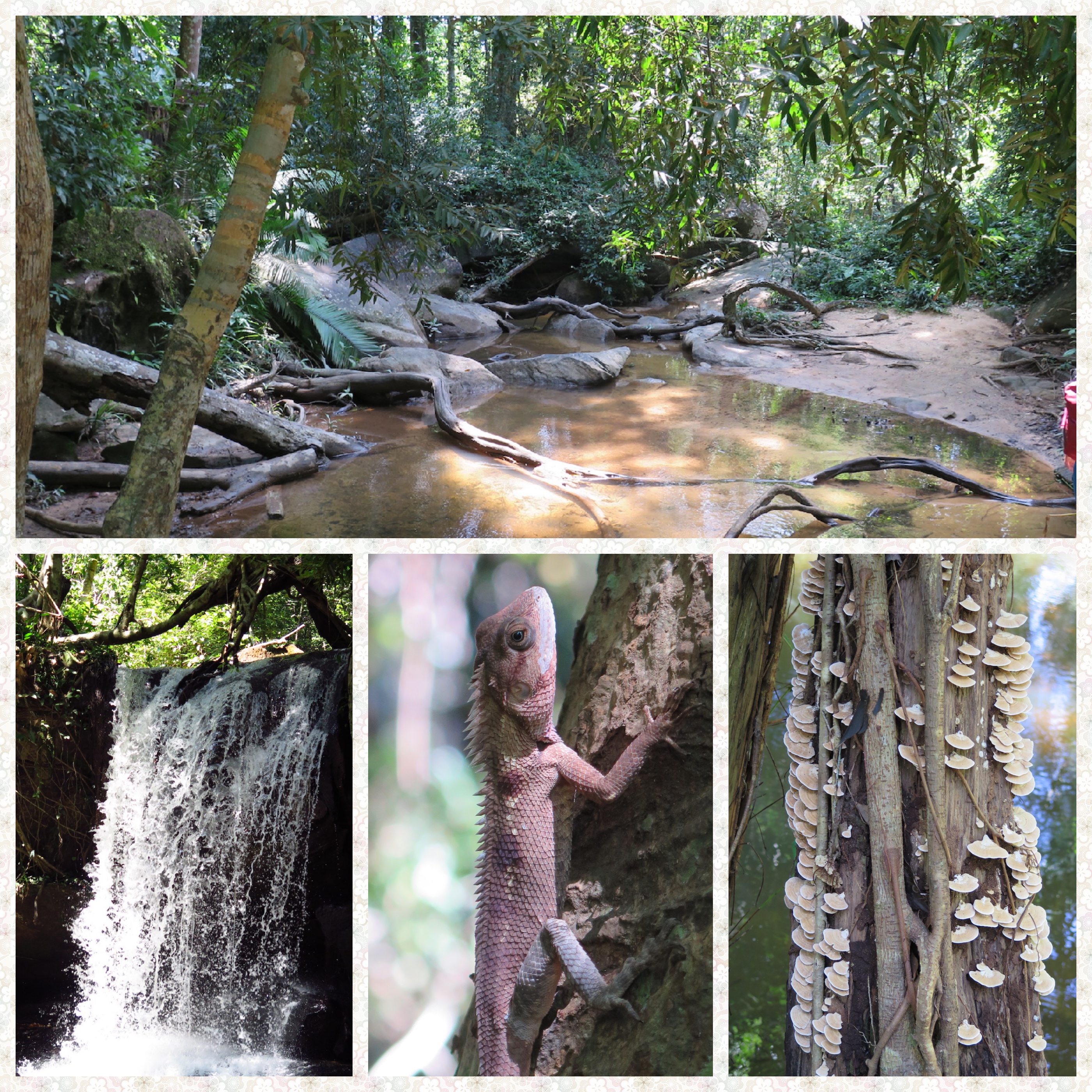 4 images of a rainforest stream, waterfall, a chamelon and tree mushrooms