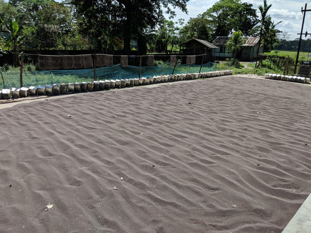 Mustard placed out for Drying. Mustard is the largest agricultural product of Majuli in terms of output