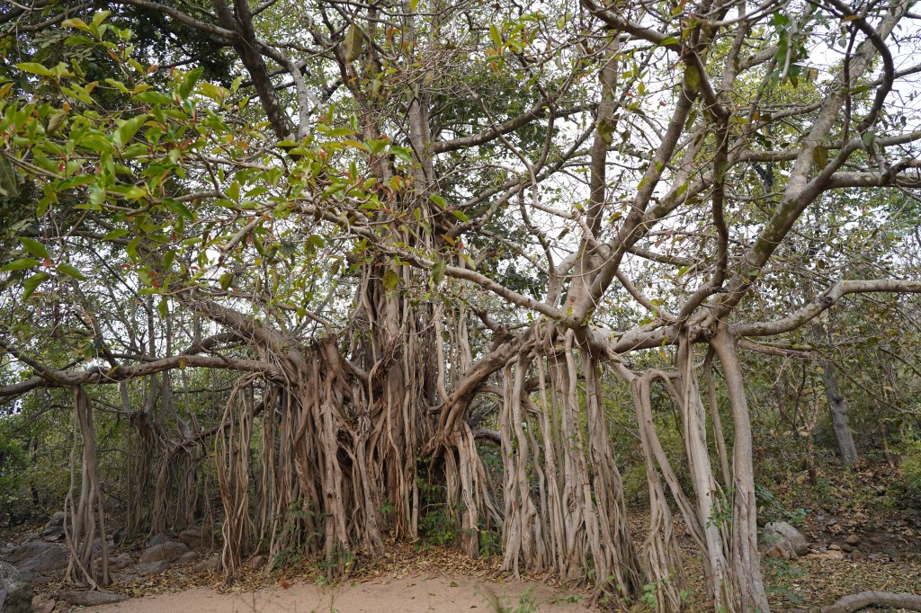 The Jamtara Wilderness Camp