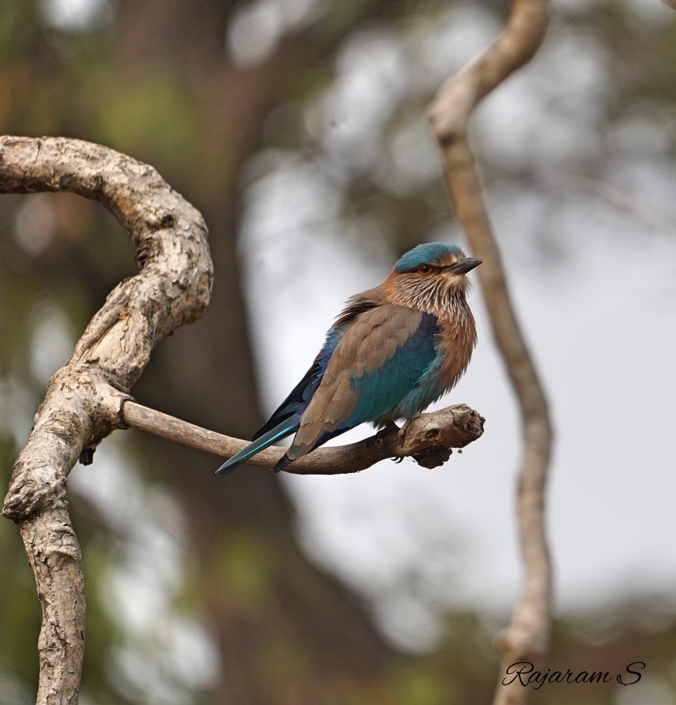 An Indian roller