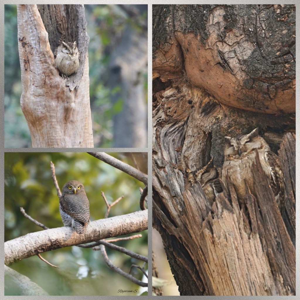Picture collage of owls - Indian scops owl and jungle owlet
