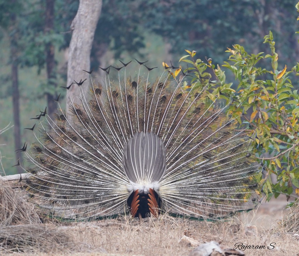 Backside of a peacock readying to spread its feathers