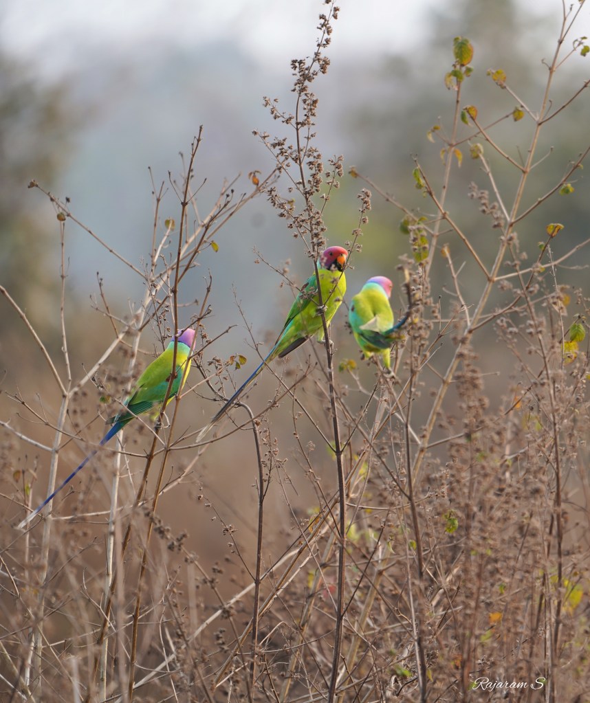 A group of male plum headed parakeets