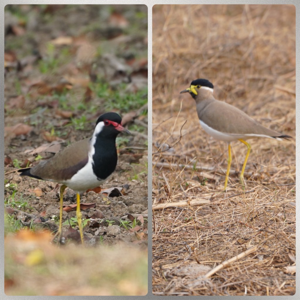 Red and Yellow wattled lapwings