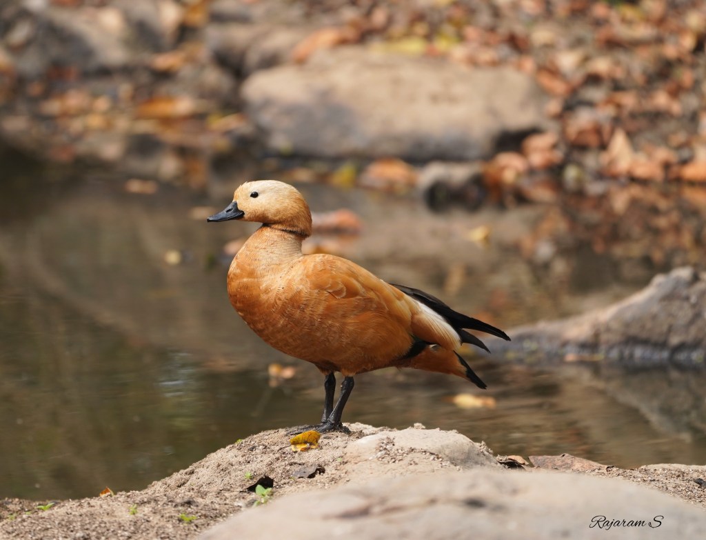 A Ruddy shelduck also called Brahminy duck