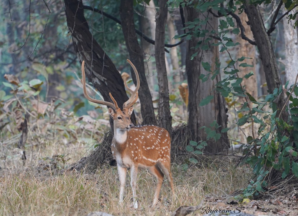 The Pench National Park