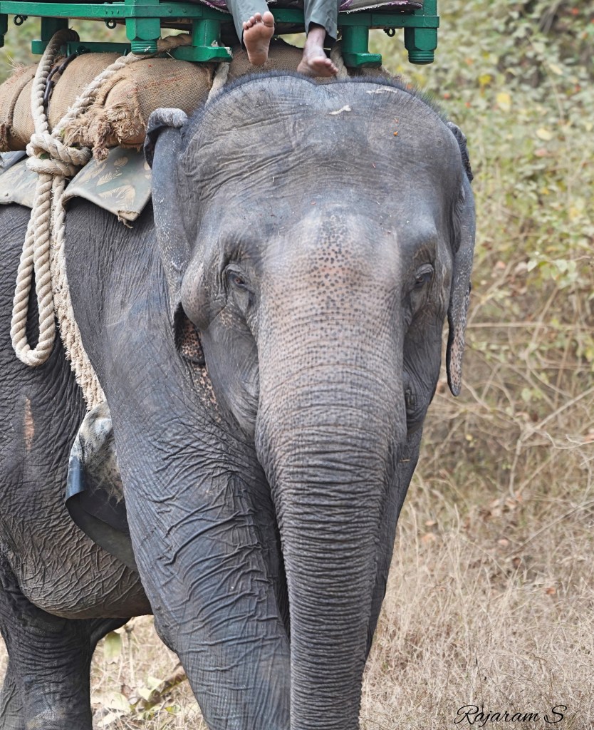 A tracking elephant with his mahout