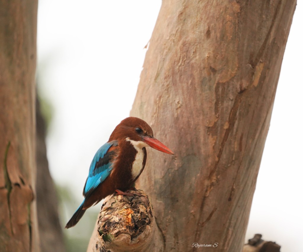 A white throated kingfisher
